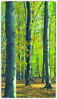 Produtos - Vigas Casquinha - Portas - Forros - Soalhos e Decks - Flutuantes